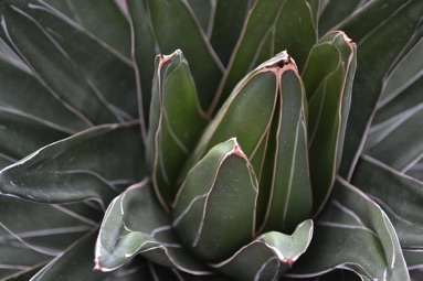 Succulent close up, Botanical Gardens, Uppsala